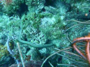Biotic Factors in the Pacific Ocean: Marine Worms like Polychaetes are Involved in Breaking Down Organic Matter (Credit: Johnmartindavies 2015 .CC BY-SA 4.0.)