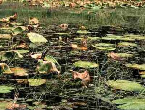 Biotic Factors in a Pond Ecosystem: Water Lilies and Cattails are Examples of Pond Producers (Credit: Internet Archive Book Images 2015)