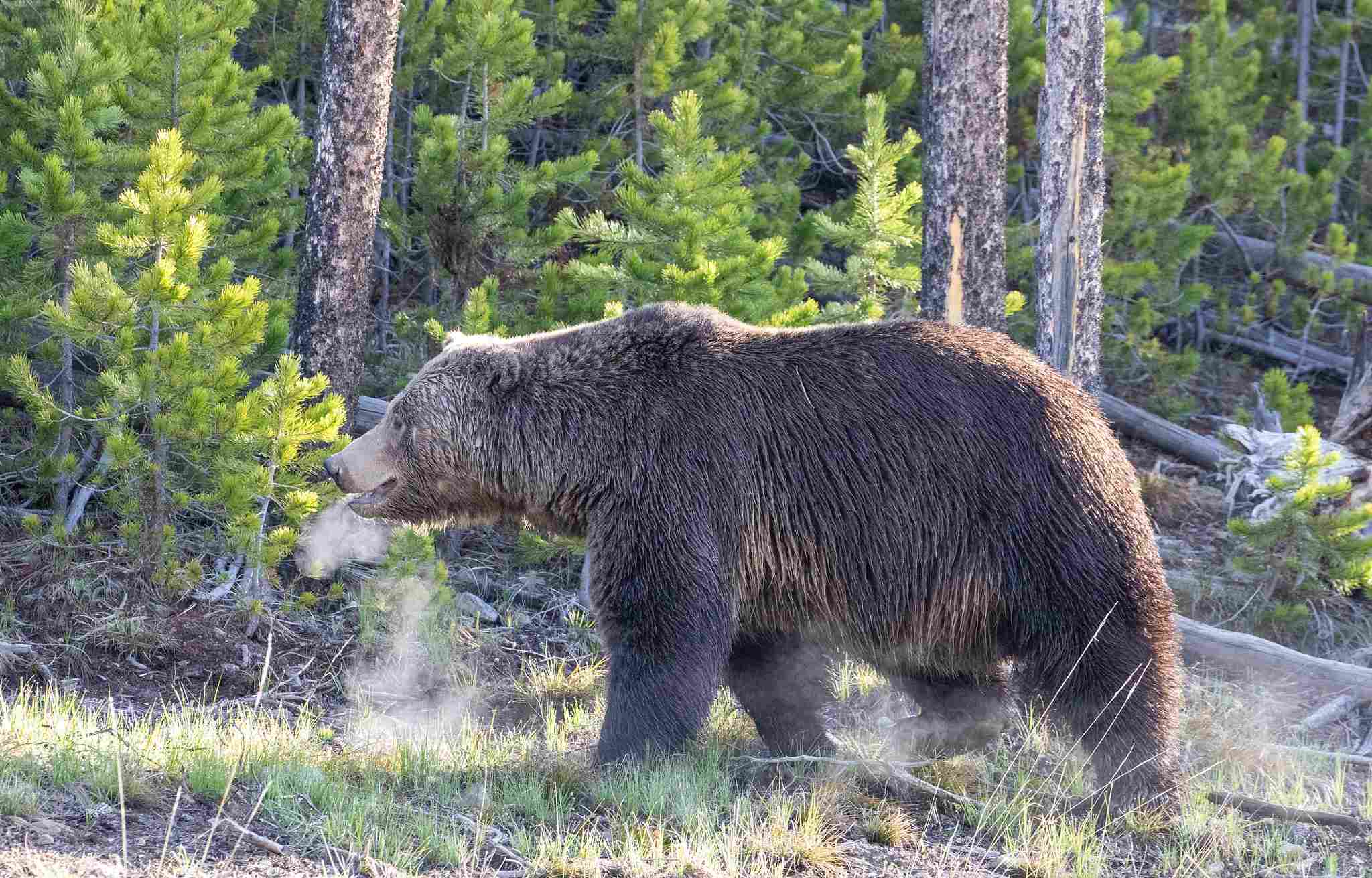 Biotic Factors in Yellowstone National Park: Omnivores in Yellowstone Include Grizzly Bears and Badgers (Credit: Yellowstone National Park 2020)