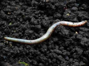 Biotic Factors in Temperate Grasslands: Earthworms are a Group of Detritivorous Invertebrates the Play a Role in Decomposition (Credit: Katja Schulz 2014 .CC BY 2.0.)