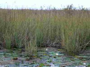 Biotic Factors In The Everglades: Sawgrass Is A Dominant, Everglades Plant Species (Credit: Gabriele Kerber 2013 .CC BY 2.0.)