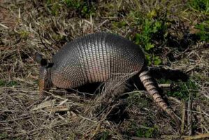 Biotic Factors in The Everglades: Nine-Banded Armadillo Is Found in Many Areas Surrounding the Everglades Ecosystem (Credit: Hans Stieglitz 2010 .CC BY-SA 3.0.)