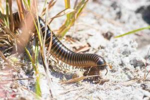 Biotic Factors in The Everglades: Myriapods like the Florida Ivory Millipede, Act as Detritivores (Credit: Andrew Cannizzaro 2019 .CC BY 2.0.)