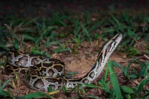 Biotic Factors in The Everglades: The Burmese Python is an Invasive Species that Preys on Native Everglades Organisms (Credit: Rushen 2016 .CC BY-SA 2.0.)