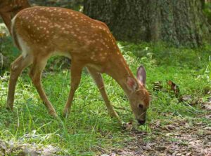 Biotic Factors in Grasslands: White-Tailed Deer Feed On a Variety of Vegetation (Credit: Shenandoah National Park 2012 .CC BY 2.0.)