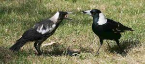 Biotic Factors in Grasslands: Magpies are Omnivorous Grassland Birds of the Crow Family (Credit: Toby Hudson 2011 .CC BY-SA 3.0.)