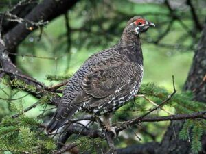 Biotic Factors in the Taiga: Spruce Grouse is Among the Few Herbivorous Birds in the Taiga (Credit: Dick Daniels 2008 .CC BY-SA 3.0.)