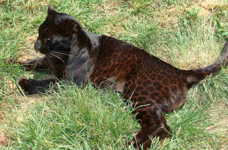 Black Leopard Vs Black Jaguar Size, Weight, Ecological Comparison