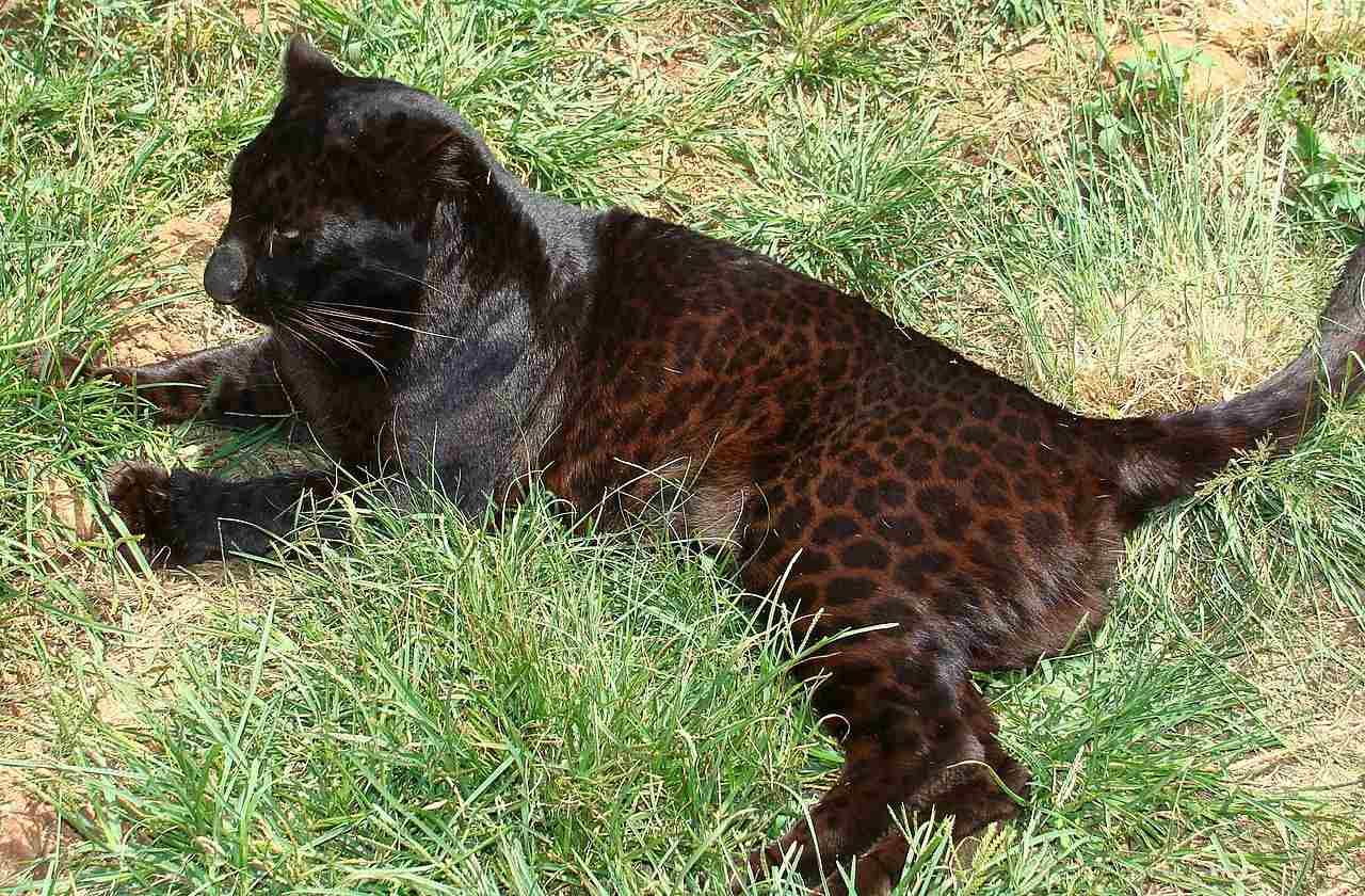 Black Leopard Vs Black Jaguar: Taxonomy Can be Used to Differentiate Melanistic Leopards from Jaguars (Credit: gary Whyte 2023 .CC BY-SA 3.0.)