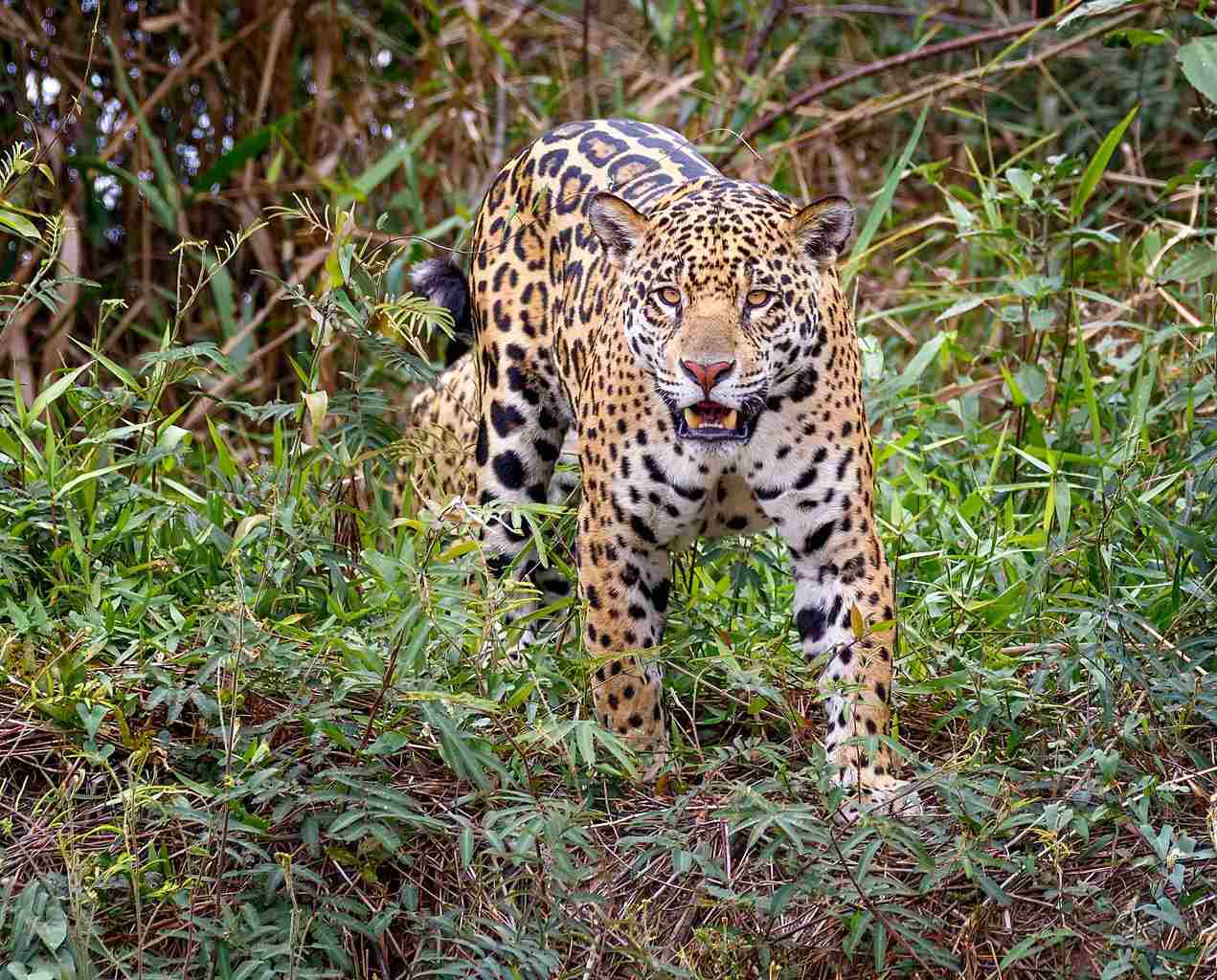 Black Leopard Vs Black Jaguar: Rainforests in South America are Home to Jaguars (Credit: Gerry Zambonini (Zambog) 2018 .CC BY-SA 2.0.)