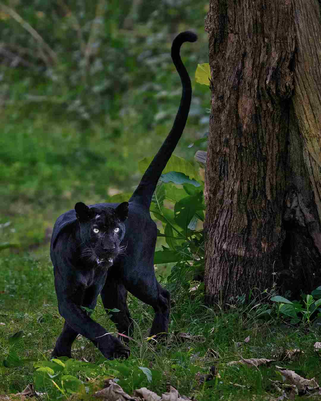 Black Leopard Vs Black Jaguar: Human Activities like Poaching Threaten the Survival of Wild Leopards (Credit: Darshan Ganapathy 2021 .CC BY-SA 4.0.)