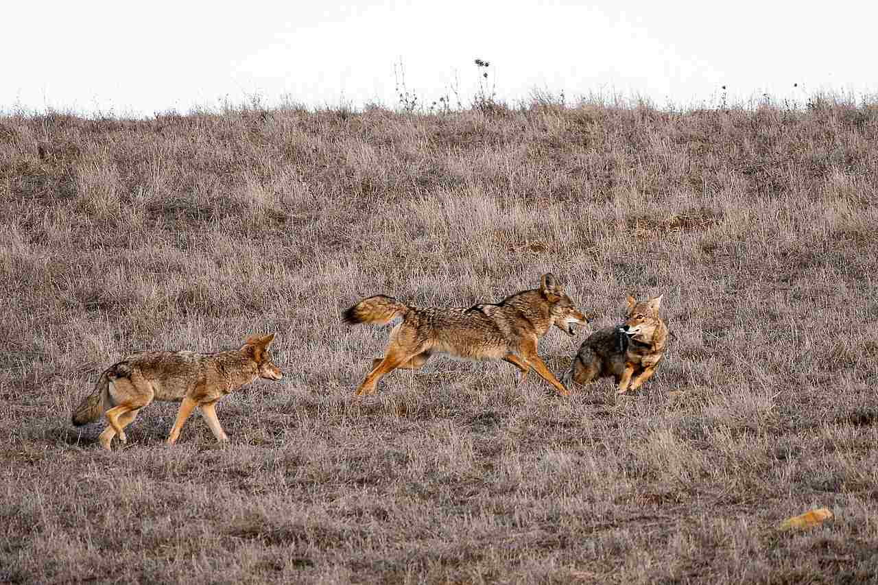 Do Bobcats Eat Coyotes: Pack Behavior Makes Coyotes Unlikely to be Attacked by Bobcats (Credit: Don DeBold 2020 .CC BY 2.0.)