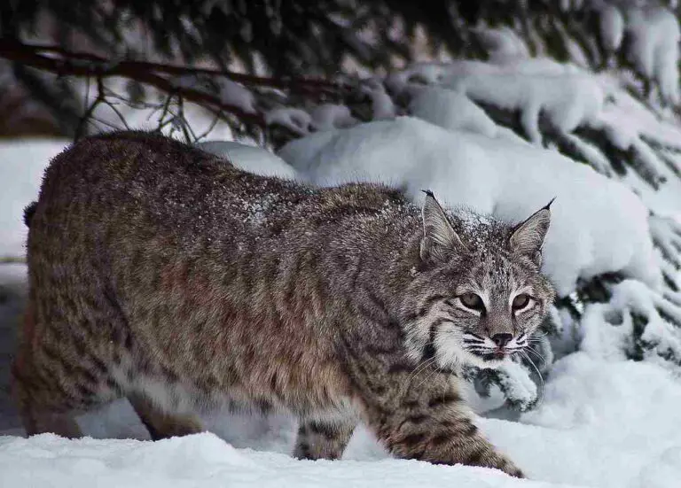 Do Bobcats Eat Coyotes? Feeding Habits and Preferences Revealed