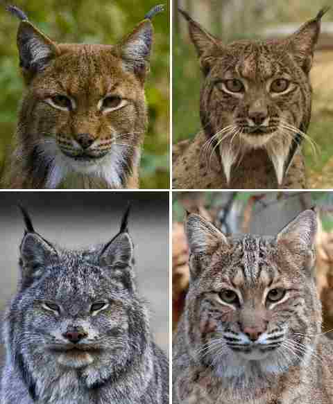 Bobcat Vs Lynx
