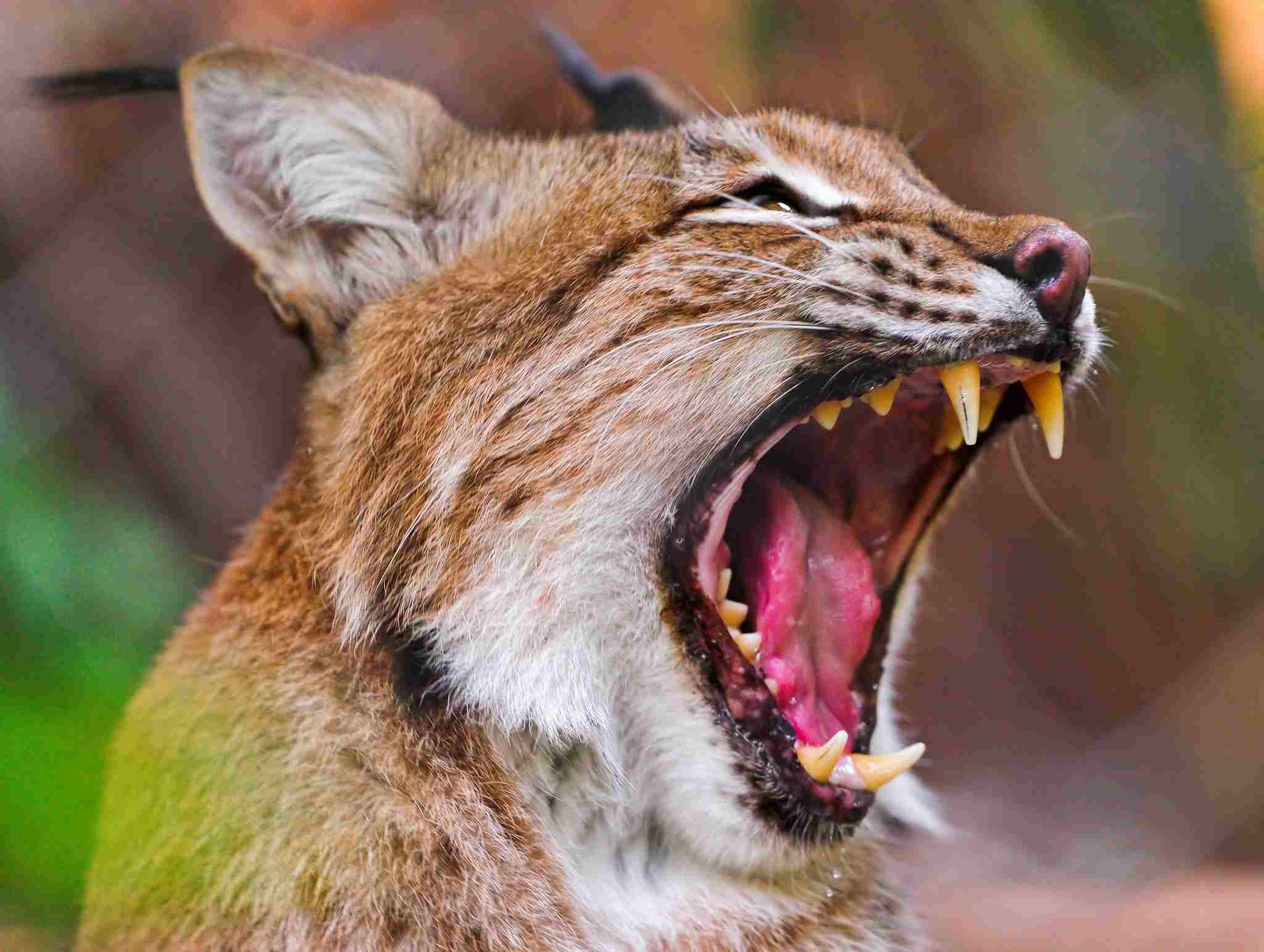 Bobcat Vs Lynx