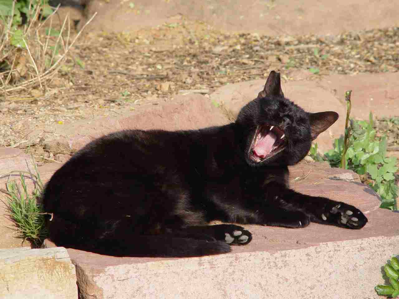 Bombay Cat Vs Black Cat