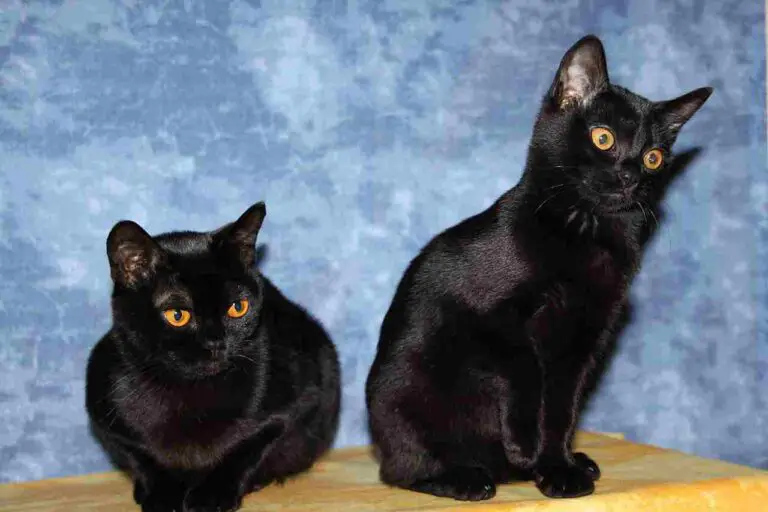 Bombay Cat Vs Black Cat Size, Weight, Overall Comparison