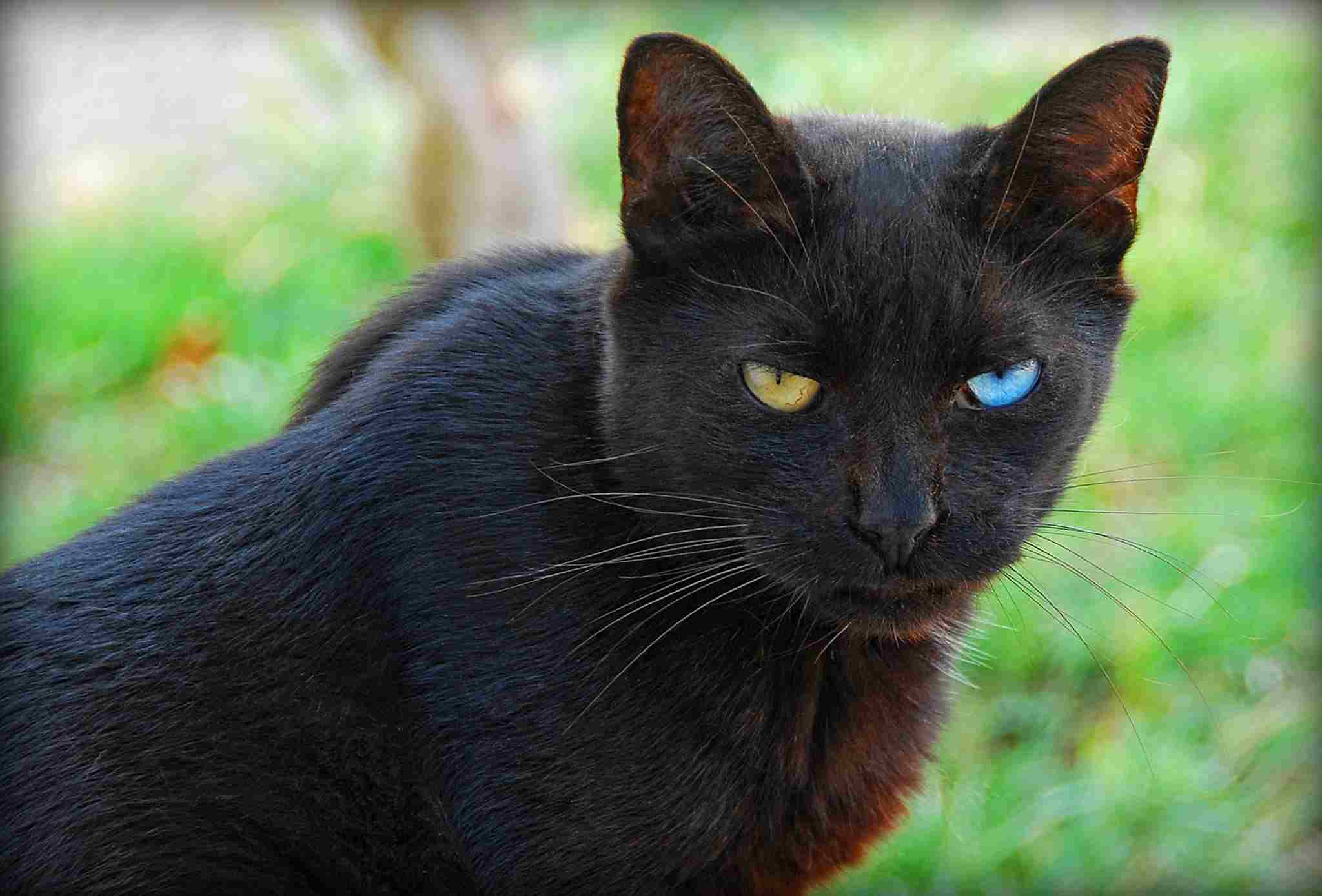 Bombay Cat Vs Black Cat