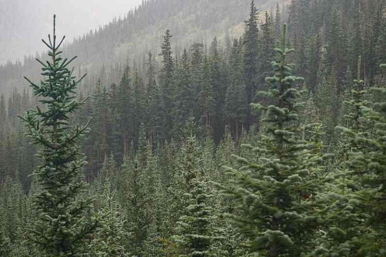 Boreal Forest Definition, Facts, Examples, Types, and Locations