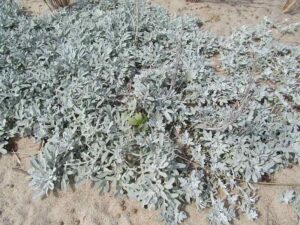 Boreal Forest Food Chain: Dusty Miller (Artemisia stelleriana) is a Herbaceous Plant/Producer in the Boreal Forest (Credit: John Phelan 2012 .CC BY-SA 3.0.)