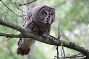 Boreal Forest Food Chain: The Great Grey Owl may be Considered A Secondary Consumer in Comparison to Other Regional Raptors (Credit: Andrey Gulivanov 2020 .CC BY 2.0.)