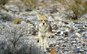 Boreal Forest Food Web: Coyote is Highly Versatile and Thrives in Various Biomes (Credit: Manfred Werner 1995, uploaded online 2005 .CC BY-SA 3.0.)