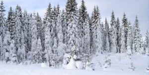 Boreal Forest Climate Characteristics: Extreme Cold Winters and Short Summers are Typical of the Boreal Forest (Credit: Lars Falkdalen Lindahl 2009 .CC BY-SA 3.0.)