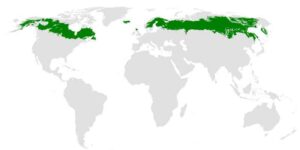 Boreal Forest World Map Identification: Green-Zones Indicate Coverage of Boreal Forest (Credit: Mark Baldwin-Smith 2012 .CC BY-SA 3.0.)