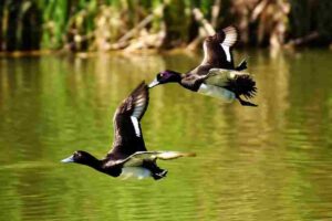 Boreal Forest Summer: Temporary Water Bodies During the Summer can Support Some Waterfowl Species in Boreal Forests (Credit: Pxfuel)