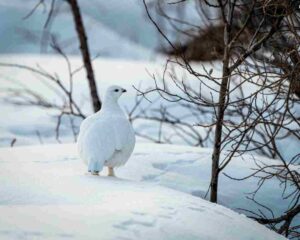 Boreal Forest Winter: Animals like the Arctic Hare and Ptarmigan Have Effective Camouflage During the Winter Season (Credit: Colin Canterbury/USFWS 2022)