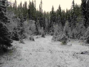 Boreal Forest Precipitation: Snow can Insulate the Boreal Forest Floor and Conserve Soil Moisture During Winter (Credit: Orcaborealis 2009 .CC BY-SA 3.0.)
