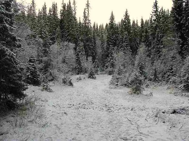 Boreal Forest Seasons, Temperature and Precipitation Discussed