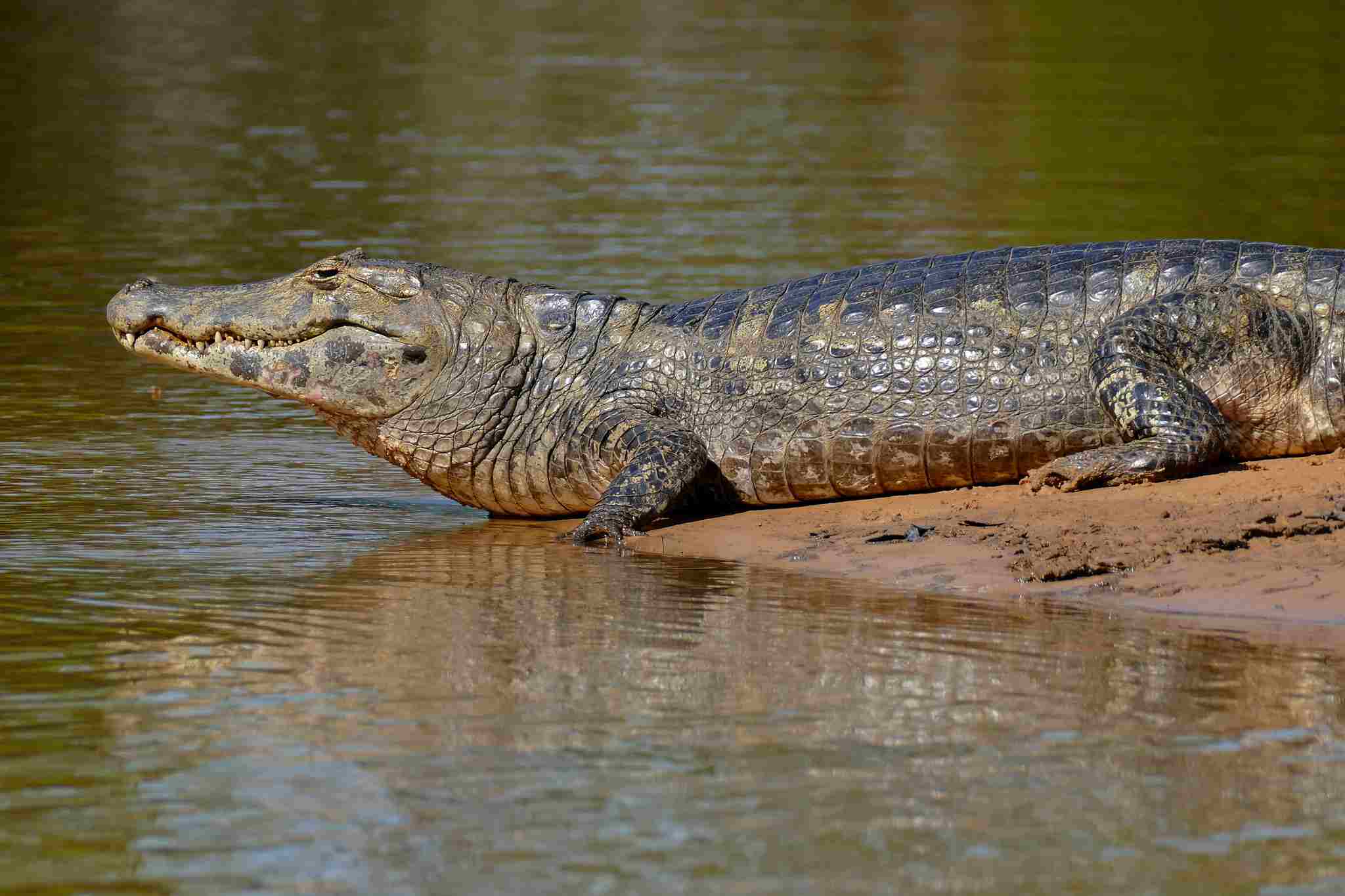 alligator vs caiman