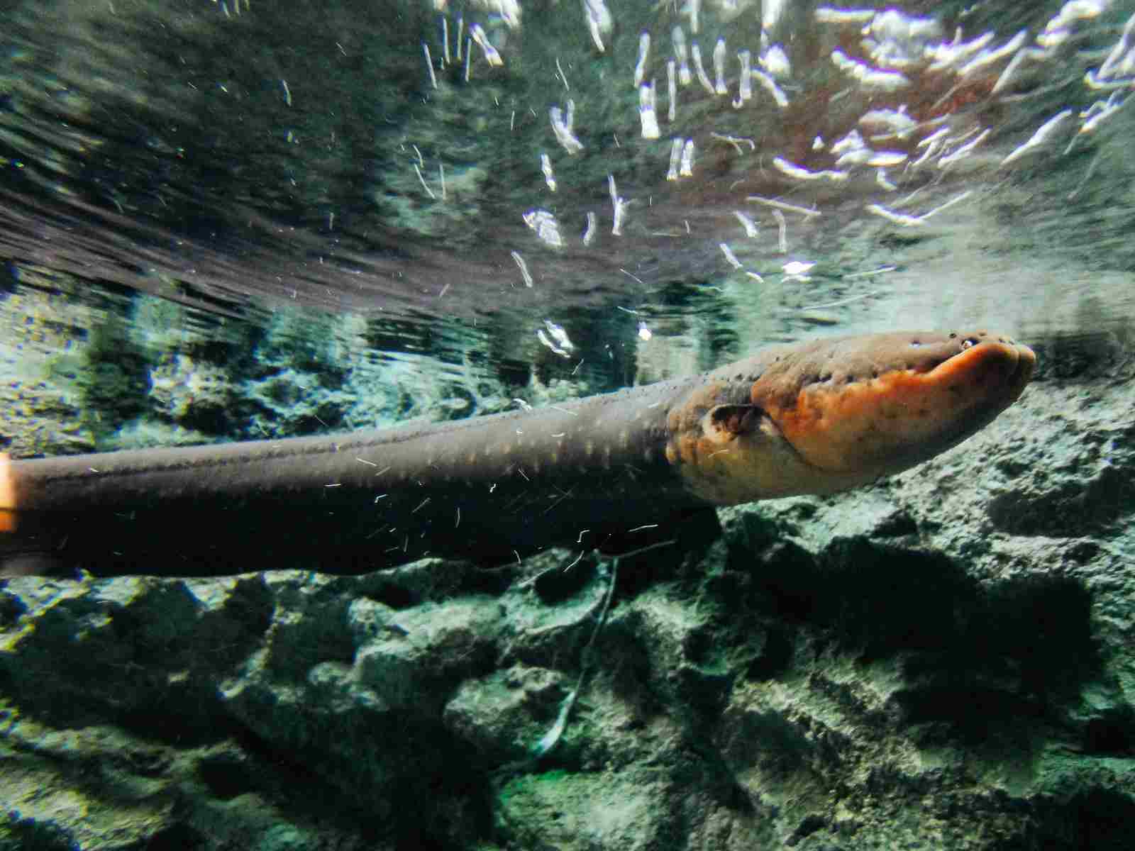 Can You Eat Electric Eels: Potential Risks of Handling Electric Eels Contribute to Their Exclusion as a Food Source (Credit: Dick Thomas Johnson 2012, Uploaded Online 2015 .CC BY 2.0.)