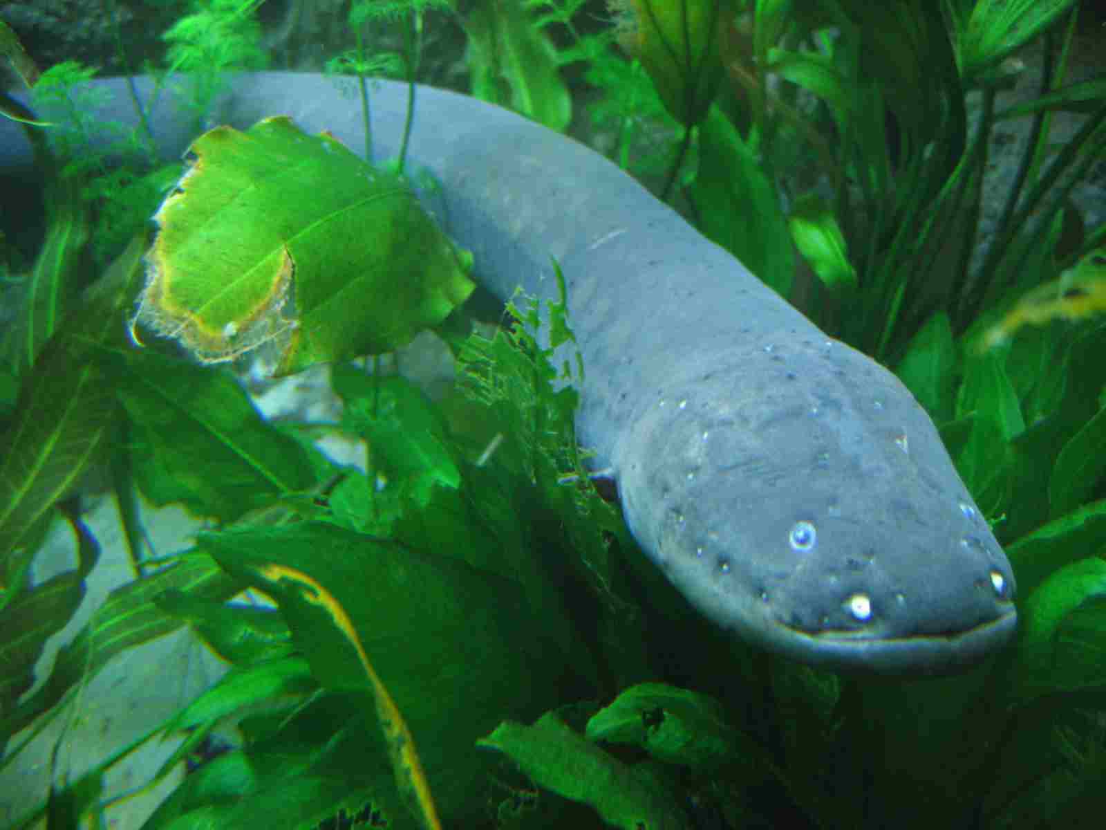 Can You Eat Electric Eels: Most Electric Eels Live in Turbid Waters at River Bottoms and in Wetlands (Credit: Scott 2005 .CC BY-SA 2.0.)
