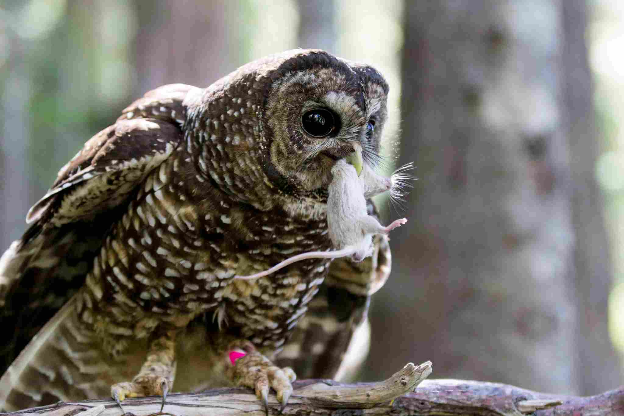 Can You Eat Owls: Some Threatened Species Like the Spotted Owl are Legally Protected from Hunting in Many Areas (Credit: Mount Rainier National Park 2014 .CC BY 2.0.)