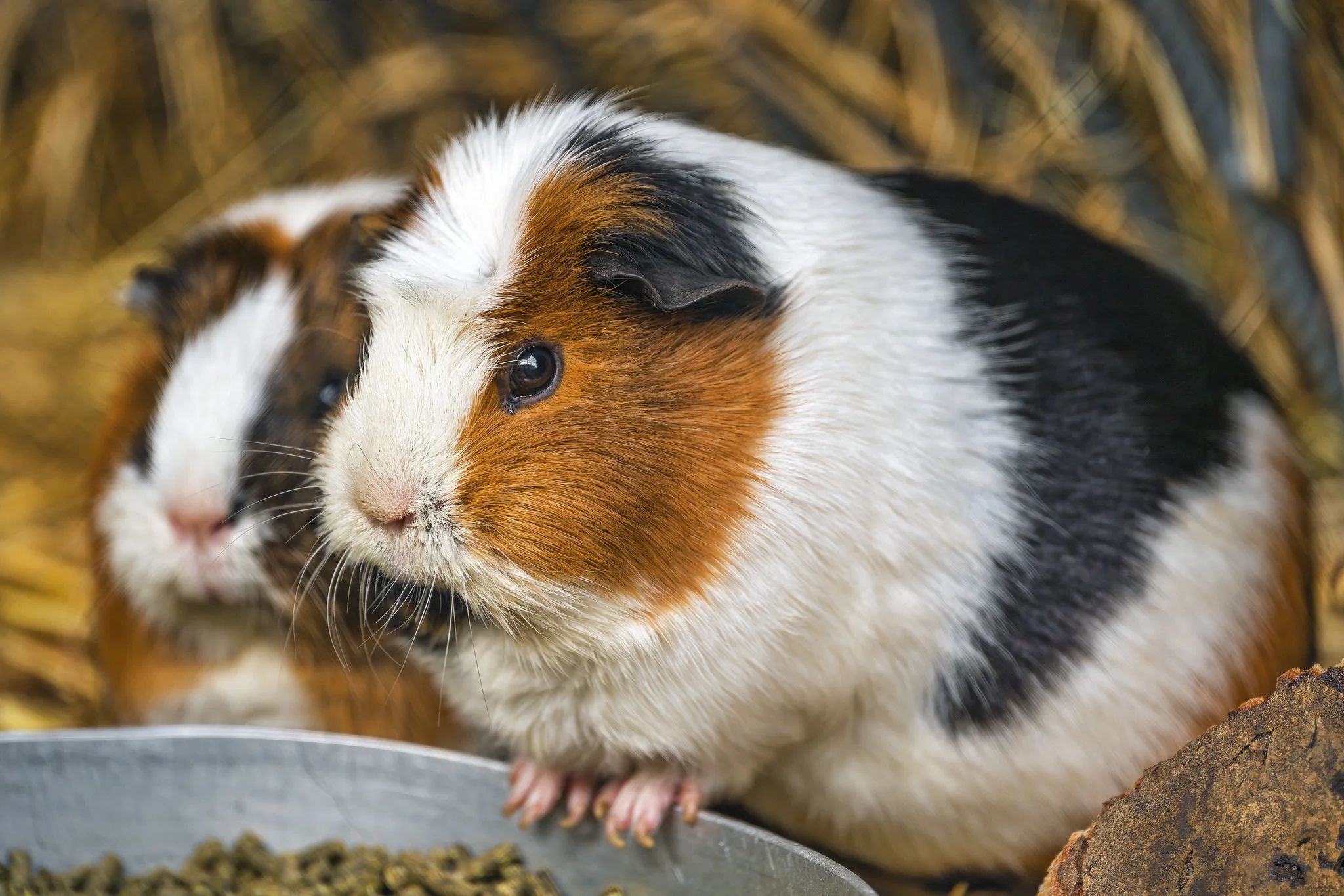 Hamster Vs Guinea Pig Vs Gerbil Vs Chinchilla