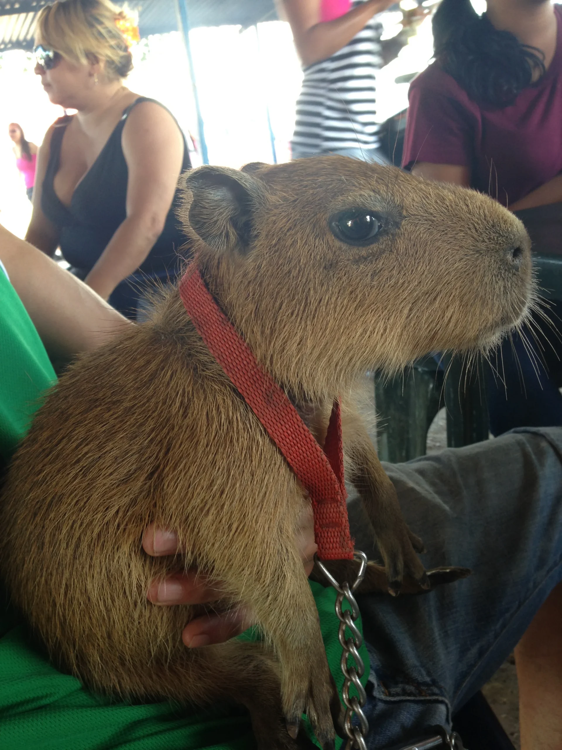 Capybara Vs Quokka
