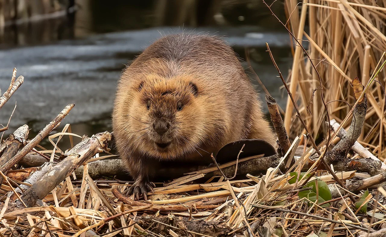Capybara Vs Beaver