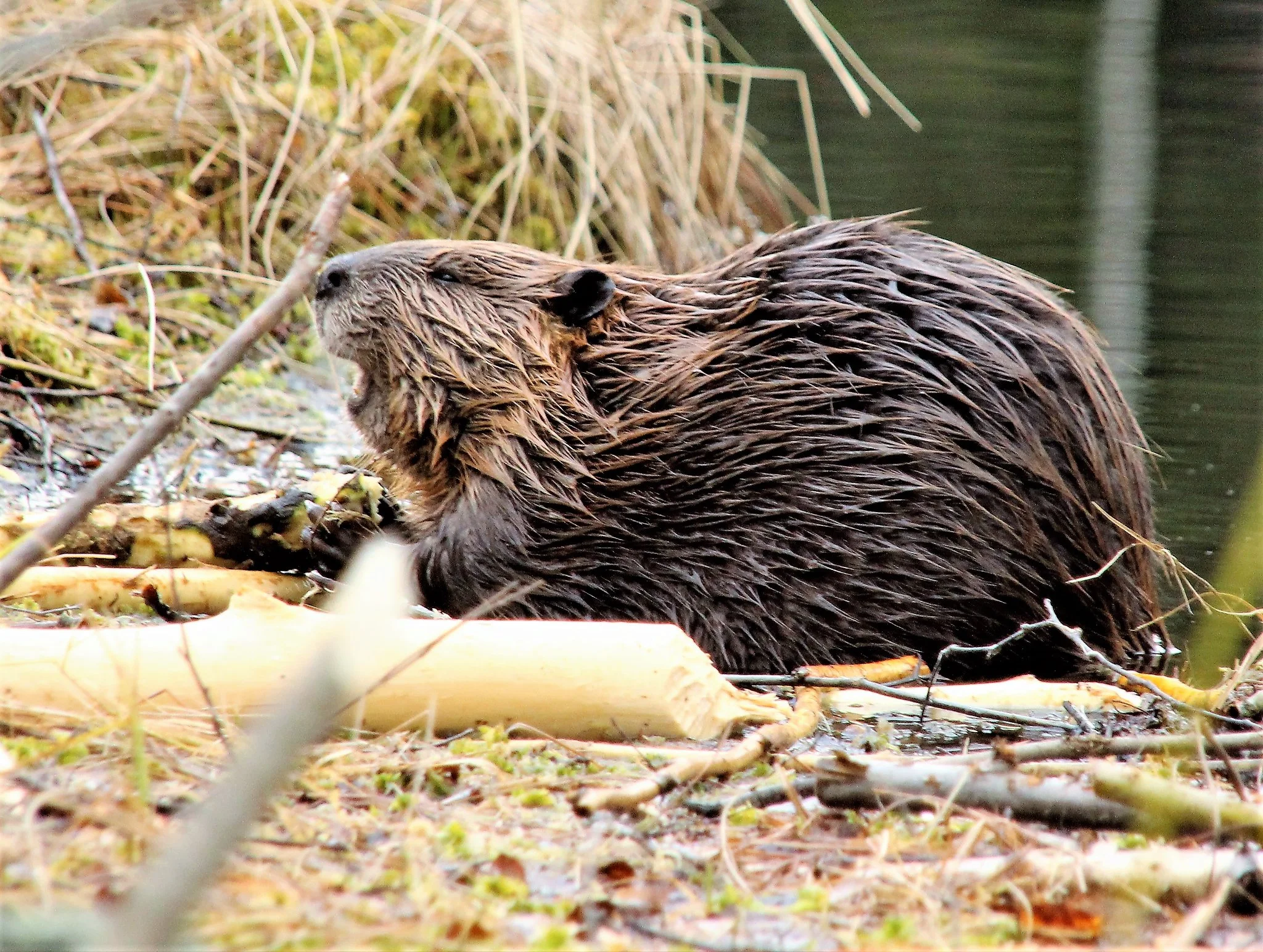 Groundhog Vs Beaver
