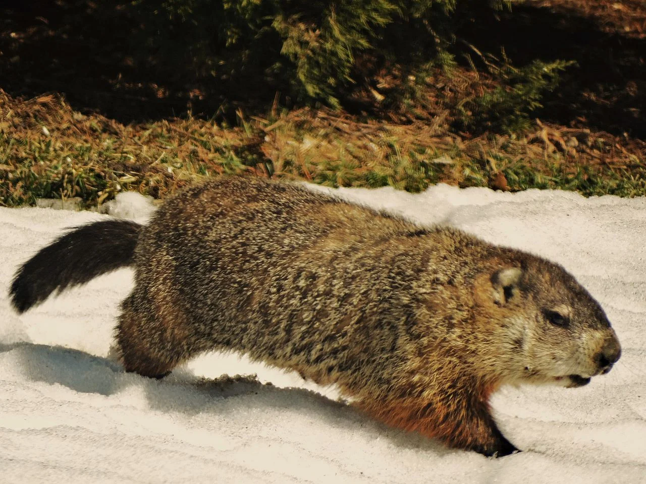 Groundhog vs Woodchuck