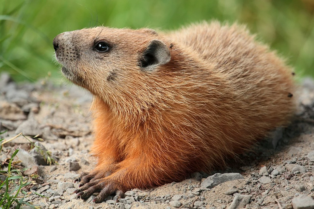 Groundhog vs Nutria