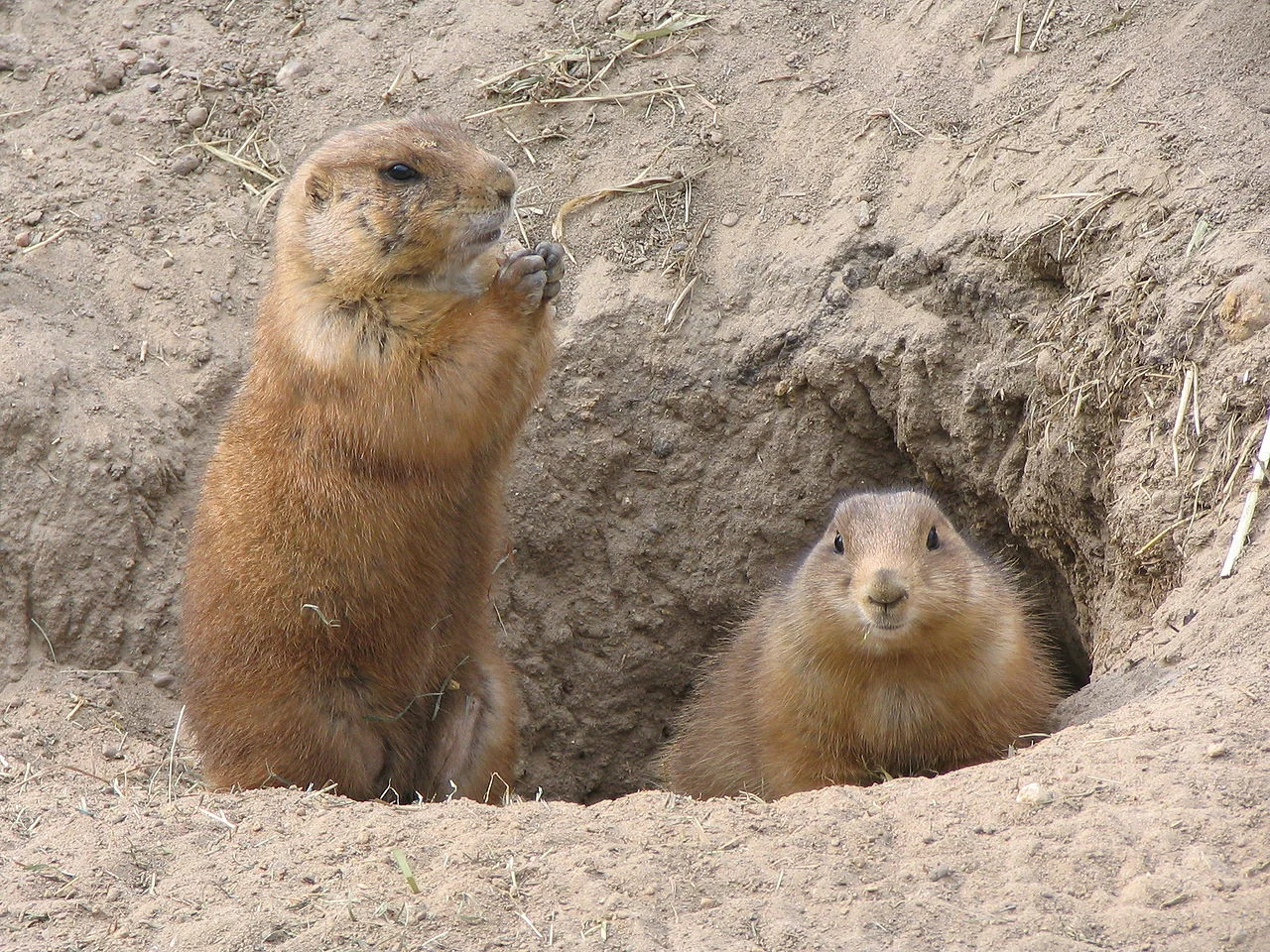 Groundhog vs Hedgehog