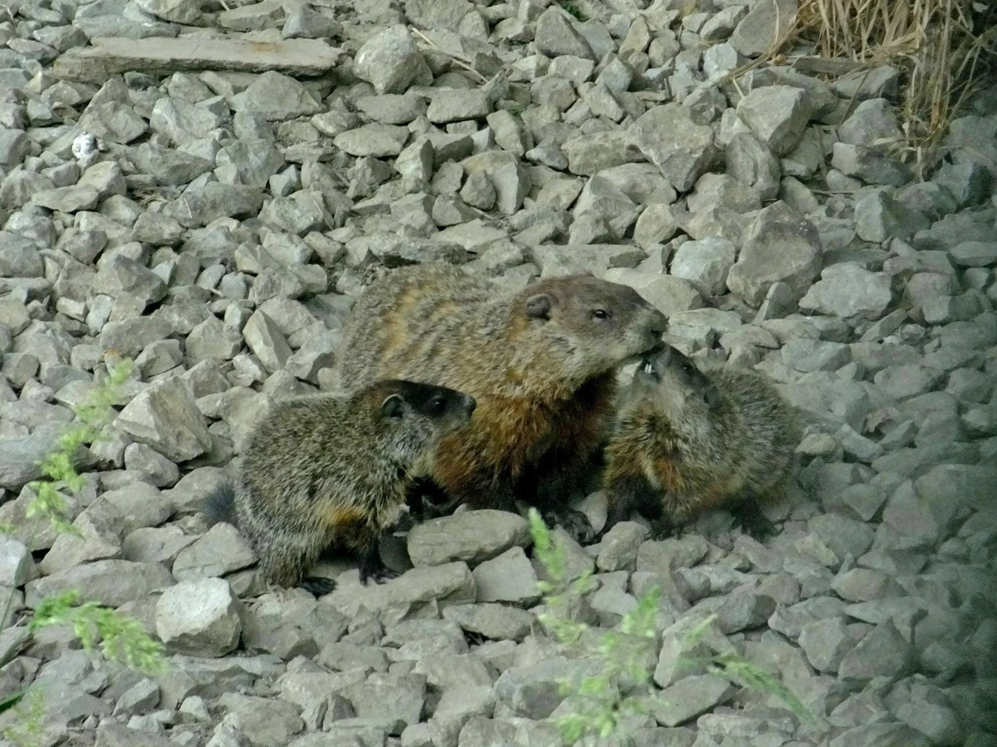 Groundhog vs Nutria Rat