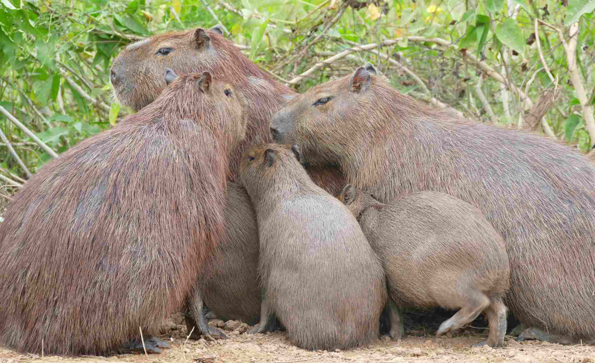 Capybara Vs beaver