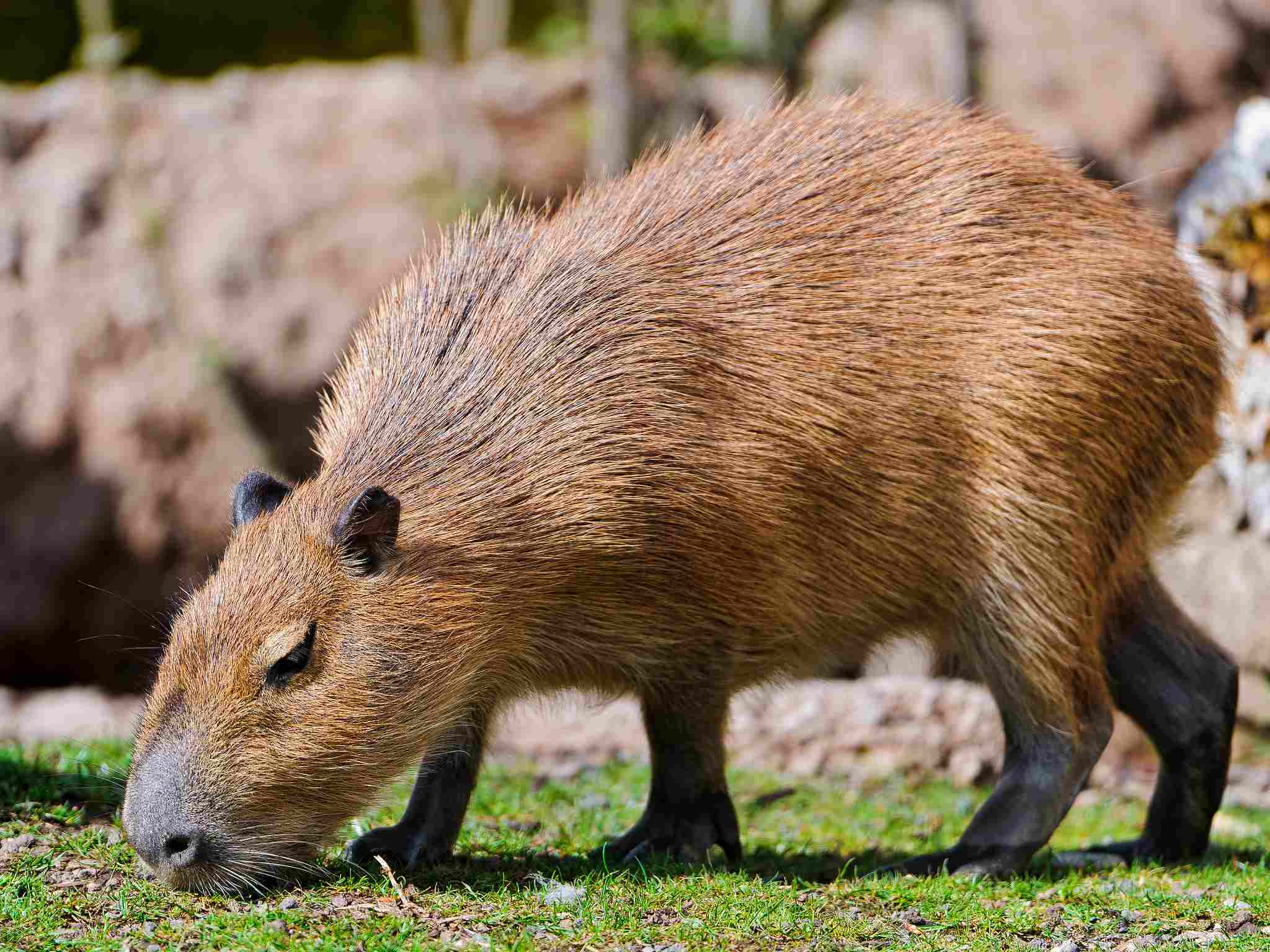 Capybara Vs Quokka