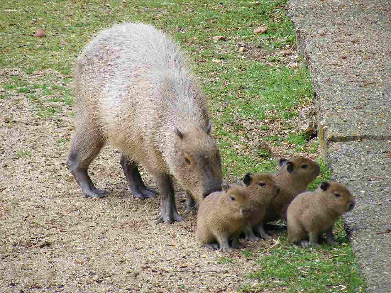 Capybara Vs Guinea Pig