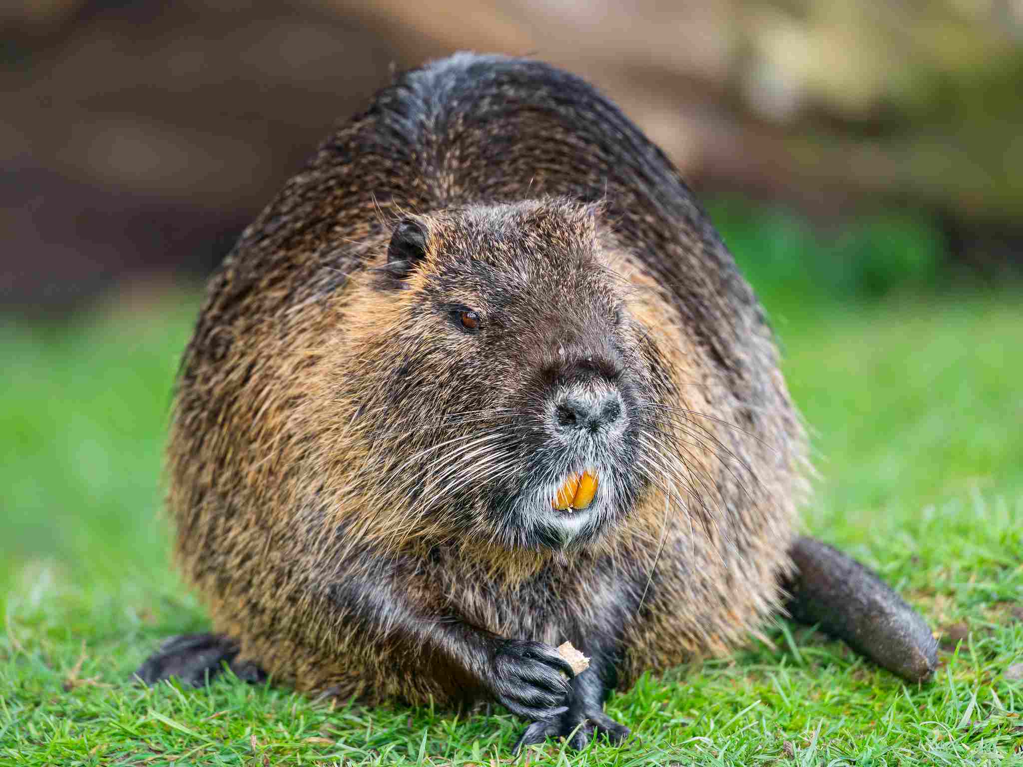 Beaver Vs Nutria Size