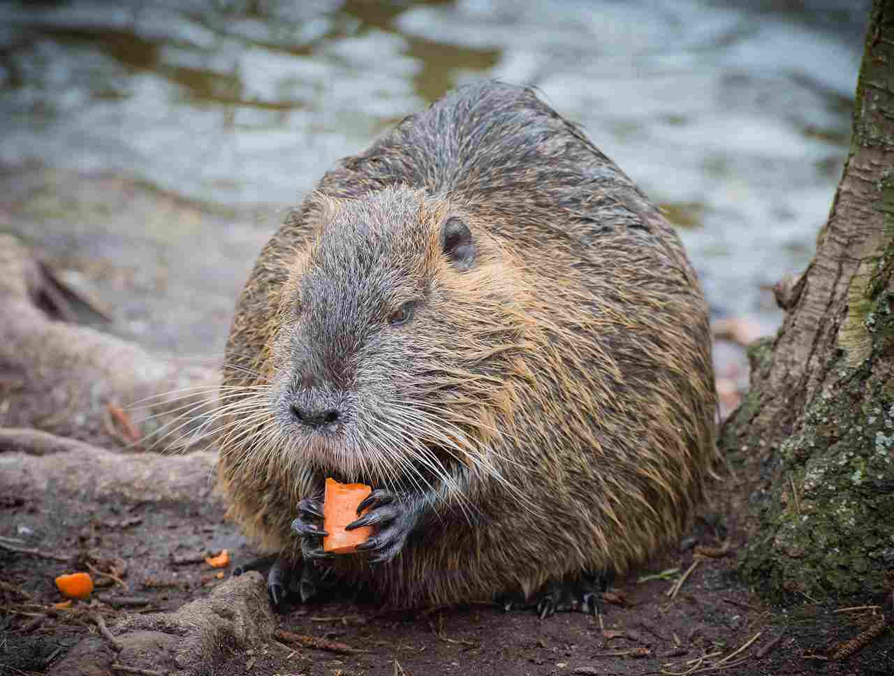Capybara Vs Nutria Rat