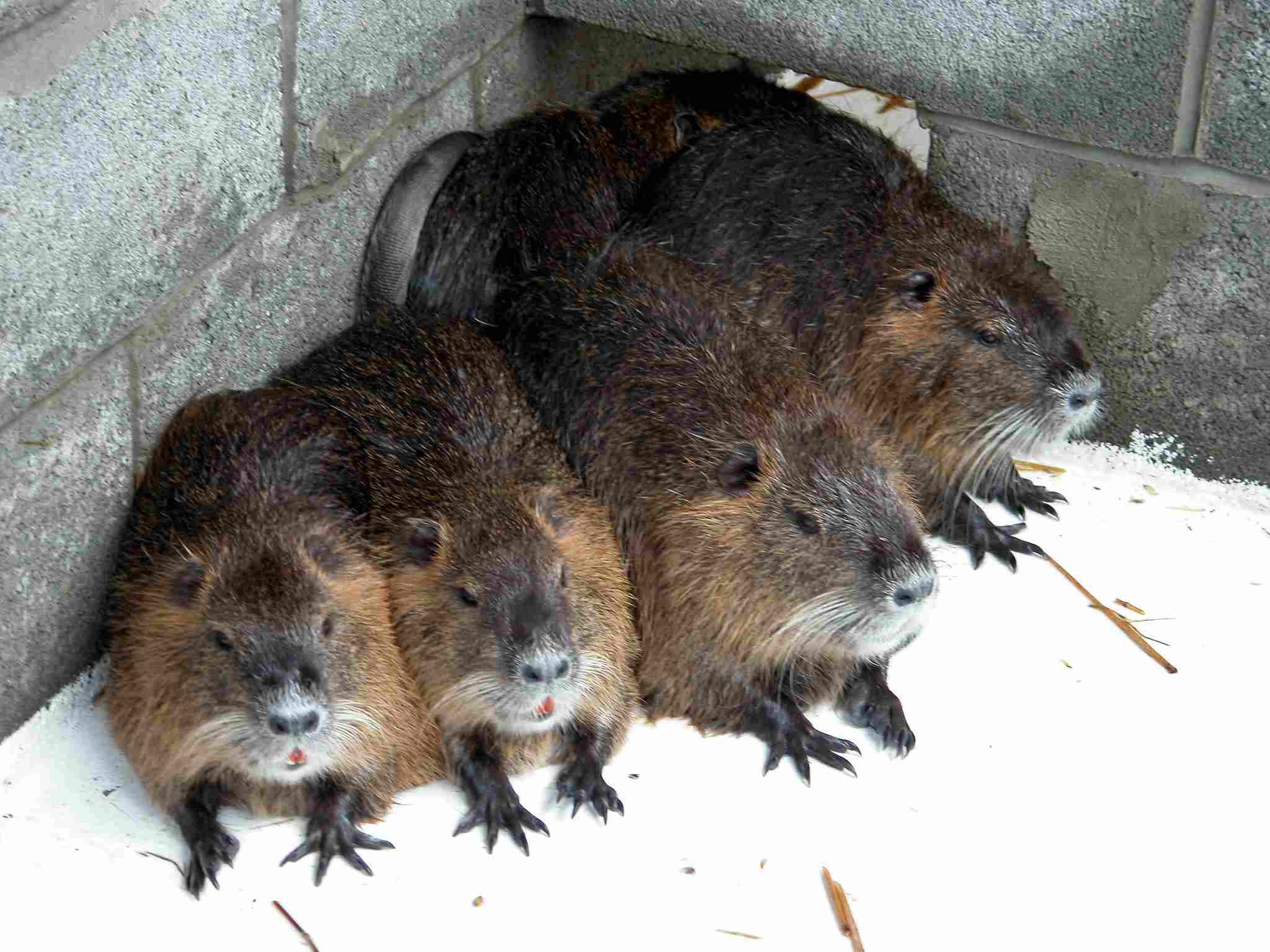 Capybara Vs Nutria Rat